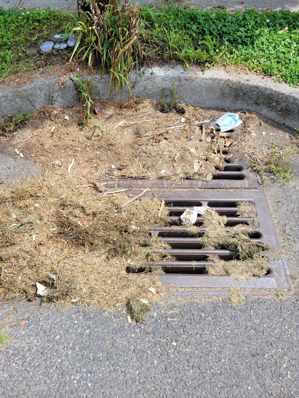 Grass clippings pile covering storm drain
