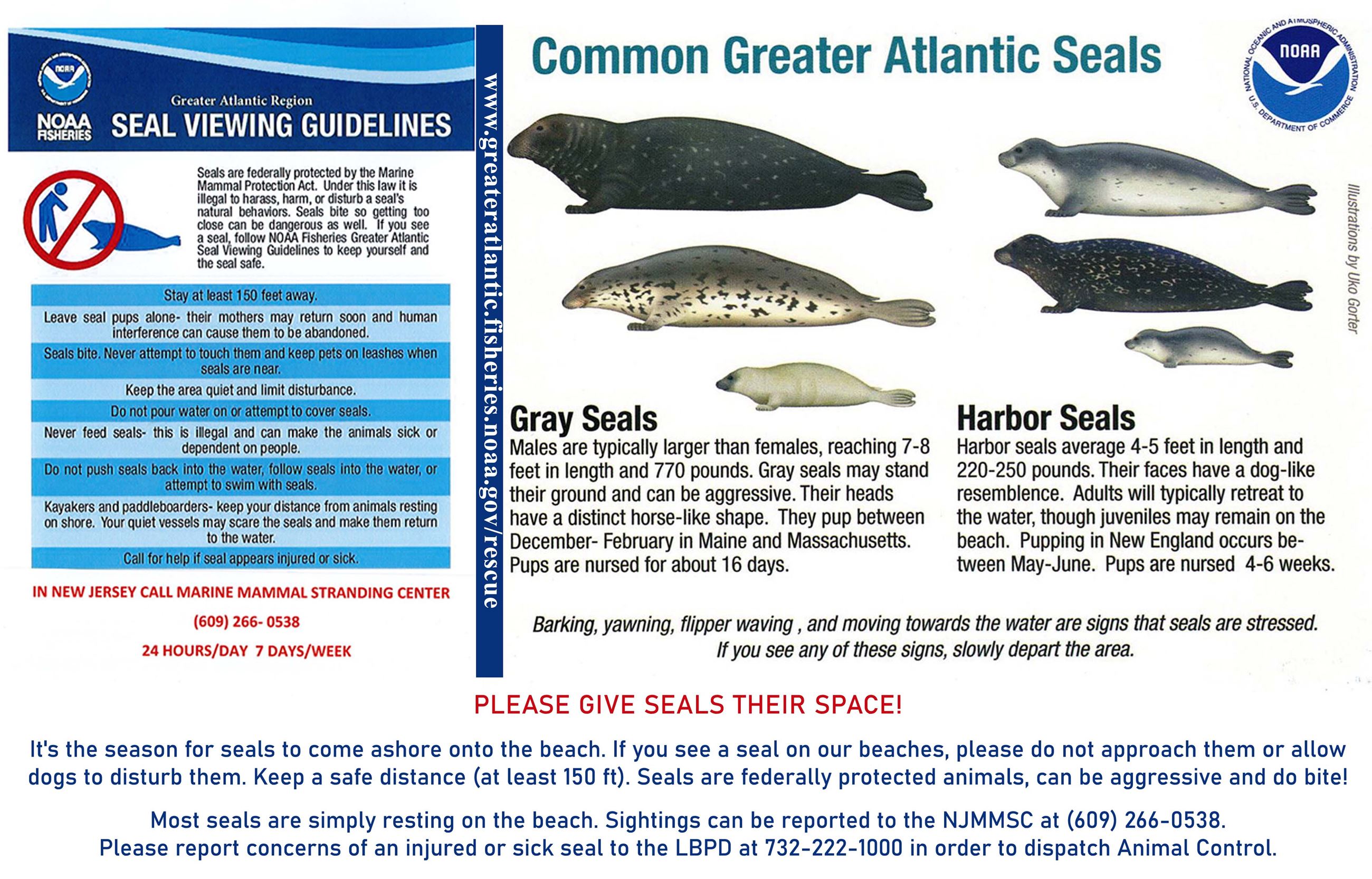 Brochure of Common Greater Atlantic Seals
