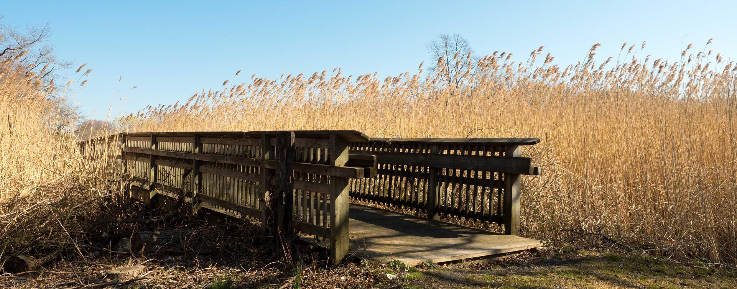 Bridge with wheat growing high around it