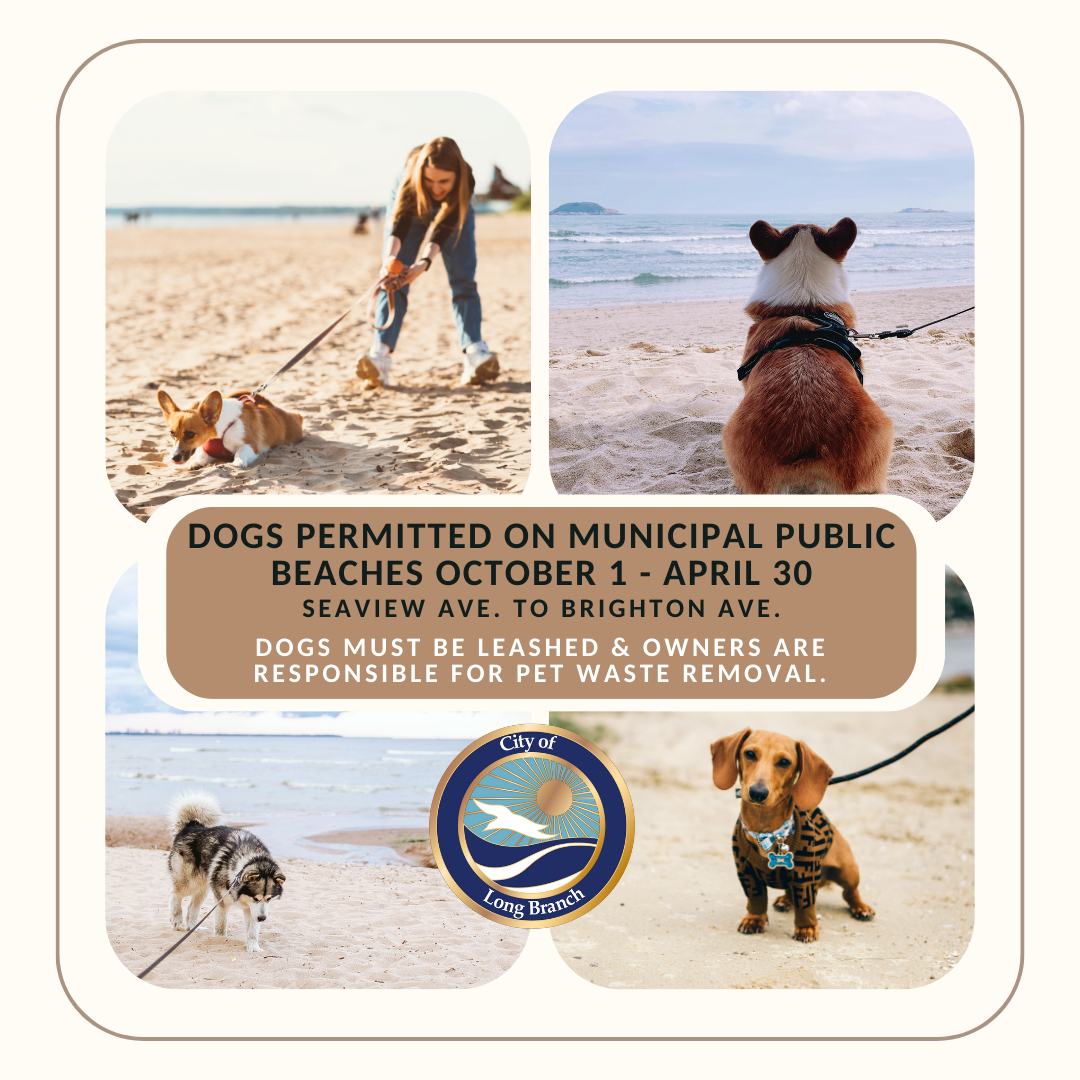Dogs Permitted on Beach